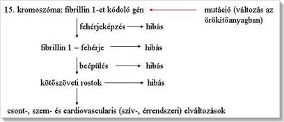 kötőszövet kromoszómás betegségek)