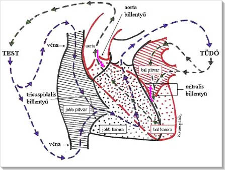 Billentyhibk - Aorta regurgitci