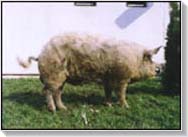Mangalica - megdőlt egy mítosz?